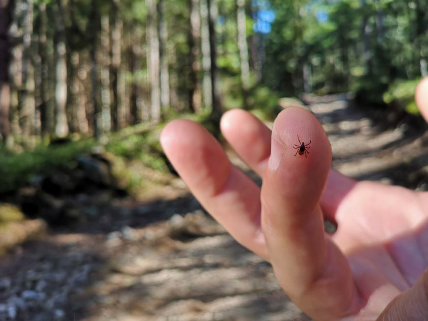 Lauke ne tik pramogos, bet ir erkės: erkinio encefalito pavojai ir atmintinė, kurią turėtų žinoti kiekvienas