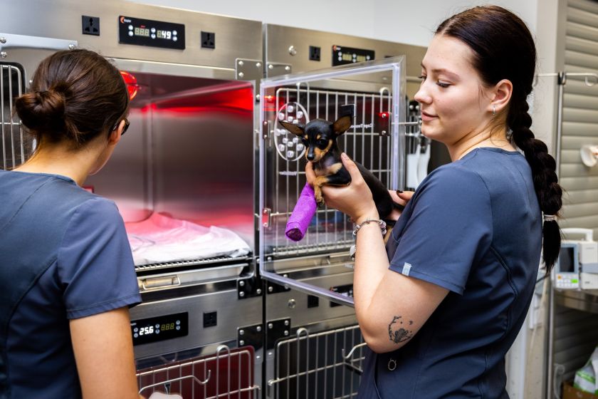 
Lazdynų gyvūnų ligoninėje atidarytas moderniausias Baltijos šalyse intensyviosios terapijos ir slaugos centras                