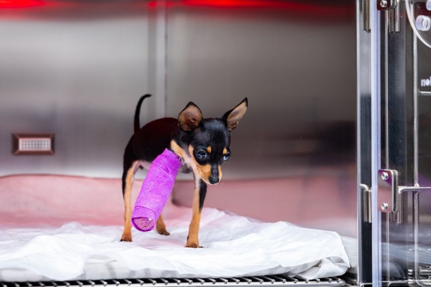 
Lazdynų gyvūnų ligoninėje atidarytas moderniausias Baltijos šalyse intensyviosios terapijos ir slaugos centras                