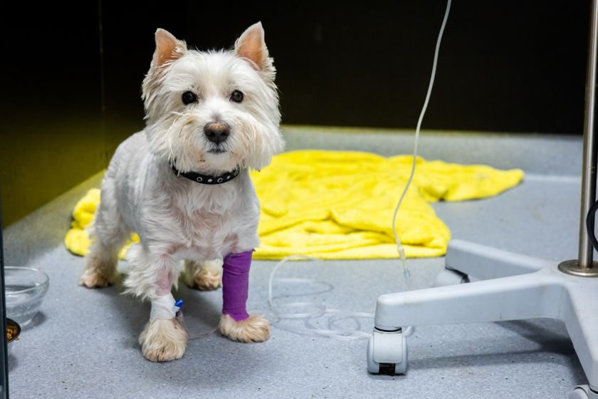 
Lazdynų gyvūnų ligoninėje atidarytas moderniausias Baltijos šalyse intensyviosios terapijos ir slaugos centras                