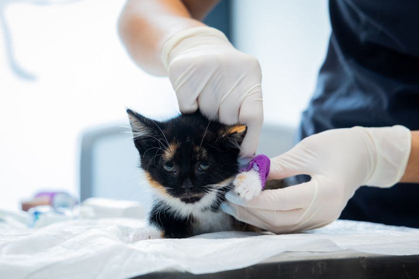 
Lazdynų gyvūnų ligoninėje atidarytas moderniausias Baltijos šalyse intensyviosios terapijos ir slaugos centras                