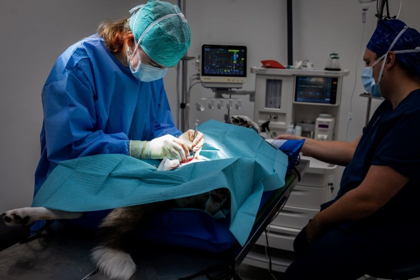 
Lazdynų gyvūnų ligoninėje atidarytas moderniausias Baltijos šalyse intensyviosios terapijos ir slaugos centras                