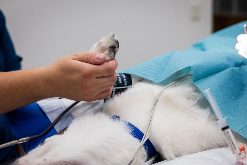 
Lazdynų gyvūnų ligoninėje atidarytas moderniausias Baltijos šalyse intensyviosios terapijos ir slaugos centras                