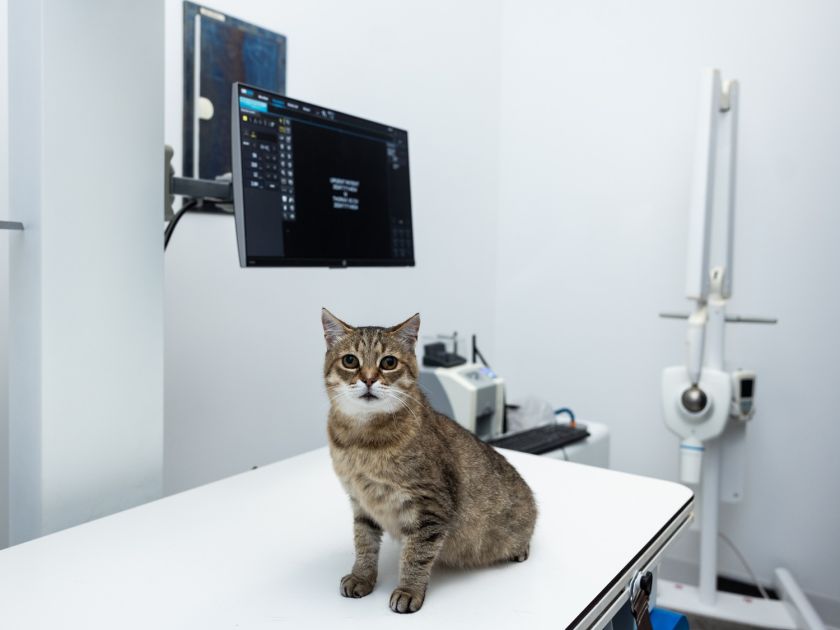 
Lazdynų gyvūnų ligoninėje atidarytas moderniausias Baltijos šalyse intensyviosios terapijos ir slaugos centras                